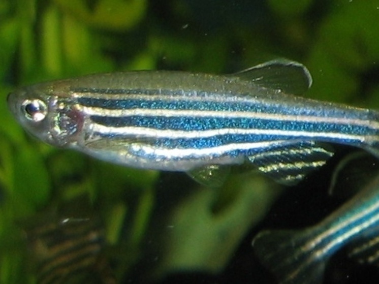 Новый метод диагностики стресса испытан на рыбках