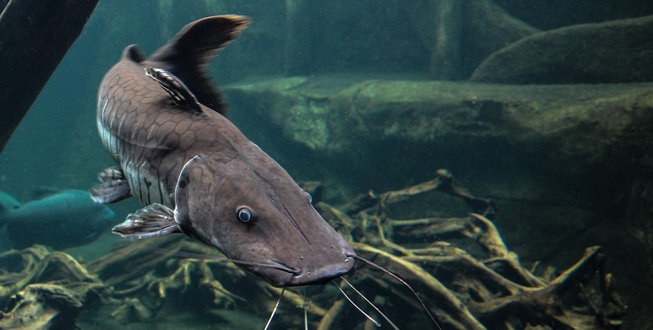 novyj-mirovoj-rekord-v-polshe-pojmali-gigantskogo-soma-kakih-razmerov-dostig-velikan-foto-e878012