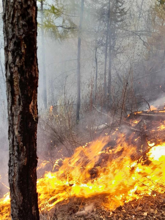 kurs-na-sohranenie-lesov-v-regiony-postupila-novaja-tehnika-dlja-borby-s-pozharami-ce48461