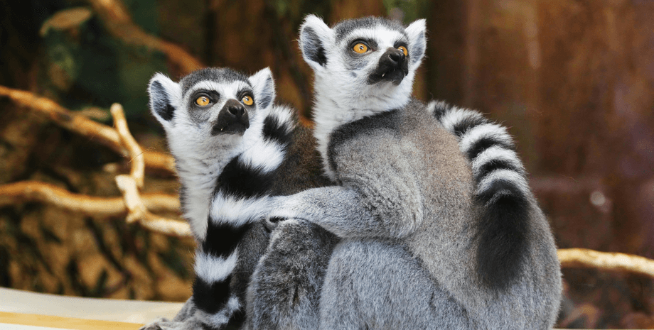 lemuram-madagaskara-grozit-vymiranie-issledovateli-vyjasnili-neozhidannuju-prichinu-foto-43f00ea