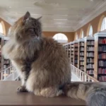 42ddr3-30313b2fccb7f18aa9617b9116dce0a0