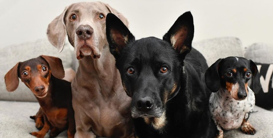 В Италии впервые вводят туристический сбор с собак