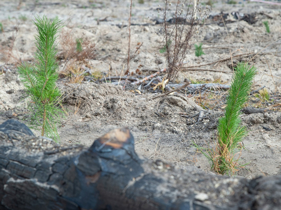 Сохранить и приумножить: как в России восстанавливают леса