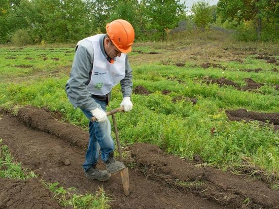 Зеленый пояс: Россия все больше прирастает лесами